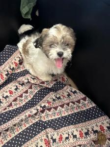 Males Shih Tzu Puppies Available - Photo 2
