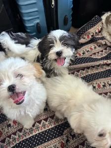 Males Shih Tzu Puppies Available - Photo 3