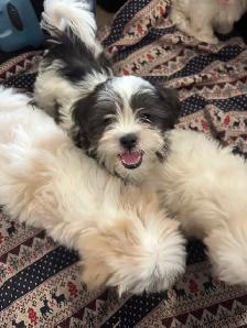 Males Shih Tzu Puppies Available - Photo 4