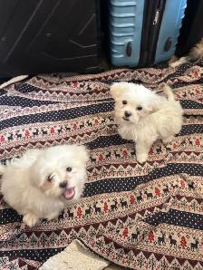 Males Shih Tzu Puppies Available - Photo 5