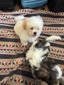 Males Shih Tzu Puppies Available - Photo 6