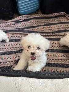 Males Shih Tzu Puppies Available - Photo 7