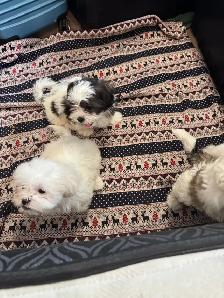 Males Shih Tzu Puppies Available - Photo 8