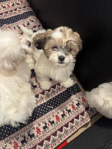 Males Shih Tzu Puppies Available - Photo 9