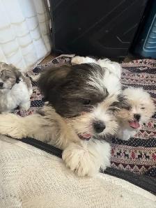 Males Shih Tzu Puppies Available - Photo 10