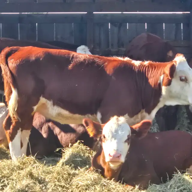 Hereford 2026 Calves For Sale (purebred)