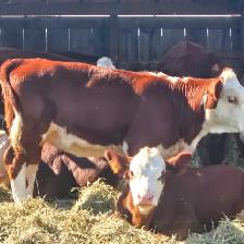 Hereford 2026 Calves For Sale (purebred)