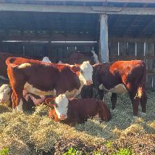 Hereford 2026 Calves For Sale (purebred) - Photo 3