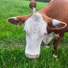 Hereford 2026 Calves For Sale (purebred) - Photo 4