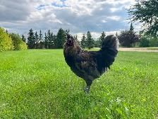 Beautiful Calm Rooster