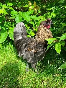 Beautiful Calm Rooster - Photo 2