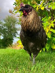 Beautiful Calm Rooster - Photo 3