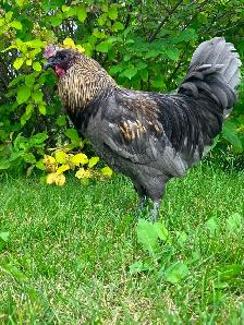 Beautiful Calm Rooster - Photo 4
