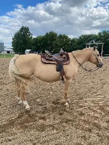 16 year old grade mare - Photo 2