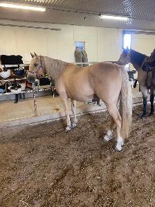 16 year old grade mare - Photo 3