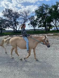 16 year old grade mare - Photo 4