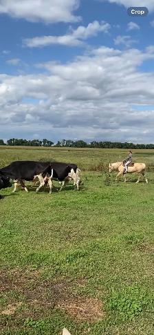 16 year old grade mare - Photo 5