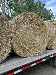 Oat/Barley Greenfeed