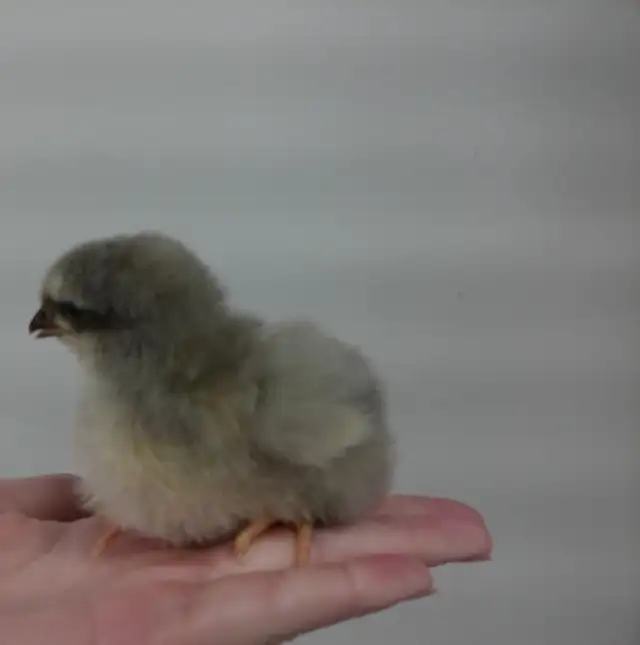 19 baby chicks!