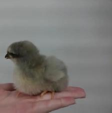 19 baby chicks!