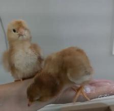 19 baby chicks! - Photo 2