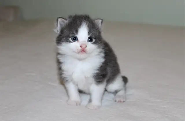 Adorable Longhaired Kittens Available!
