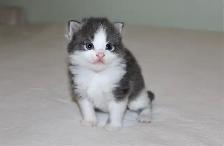 Adorable Longhaired Kittens Available!