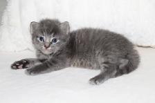 Adorable Longhaired Kittens Available! - Photo 3