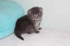Adorable Longhaired Kittens Available! - Photo 4