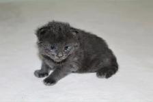 Adorable Longhaired Kittens Available! - Photo 5