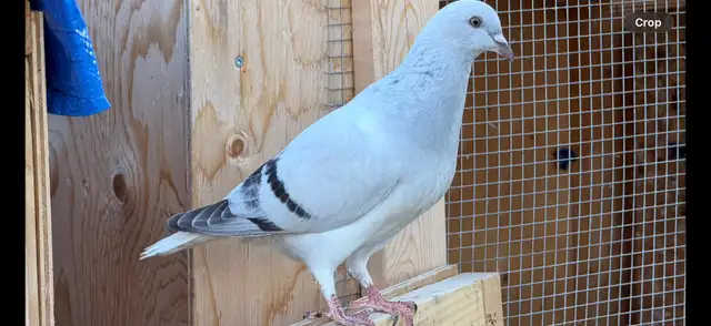 Afghan pigeons