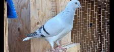 Afghan pigeons