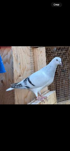 Afghan pigeons - Photo 2
