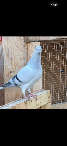 Afghan pigeons - Photo 3