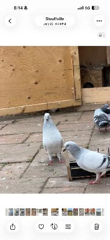 Afghan pigeons - Photo 4