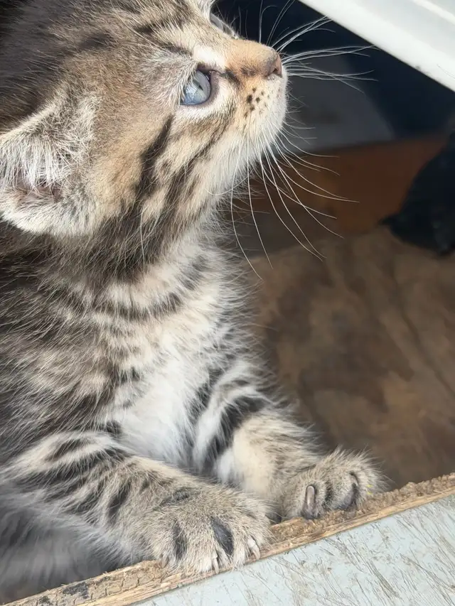 Litter of 4 Marbled Kittens  Ready to Go