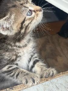 Litter of 4 Marbled Kittens  Ready to Go