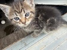 Litter of 4 Marbled Kittens  Ready to Go - Photo 2