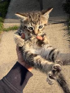 Litter of 4 Marbled Kittens  Ready to Go - Photo 3