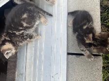 Litter of 4 Marbled Kittens  Ready to Go - Photo 5