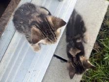 Litter of 4 Marbled Kittens  Ready to Go - Photo 6