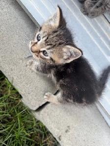Litter of 4 Marbled Kittens  Ready to Go - Photo 7