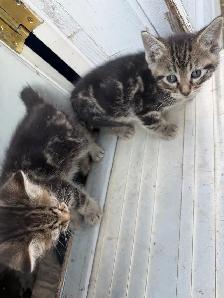 Litter of 4 Marbled Kittens  Ready to Go - Photo 9