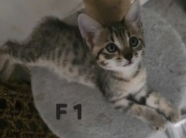 SAVANNAH HIGHLANDER FEMELLES DISPONIBLE