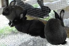 Cal/NZ and Cal/NZ/Rex cross - Photo 8