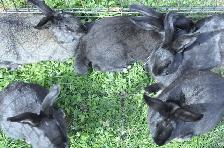 Cal/NZ and Cal/NZ/Rex cross - Photo 9