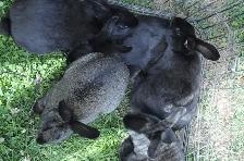 Cal/NZ and Cal/NZ/Rex cross - Photo 10