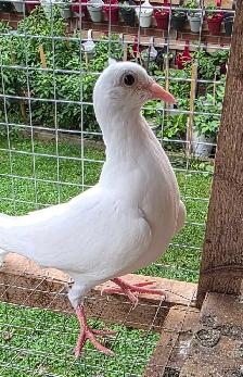 White Homer pigeon for sale