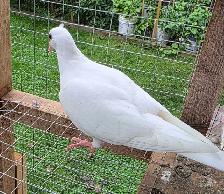 White Homer pigeon for sale - Photo 3