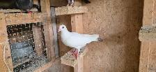 White Homer pigeon for sale - Photo 4